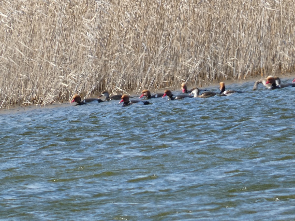 Red-crested Pochard - Eduardo Sevilla