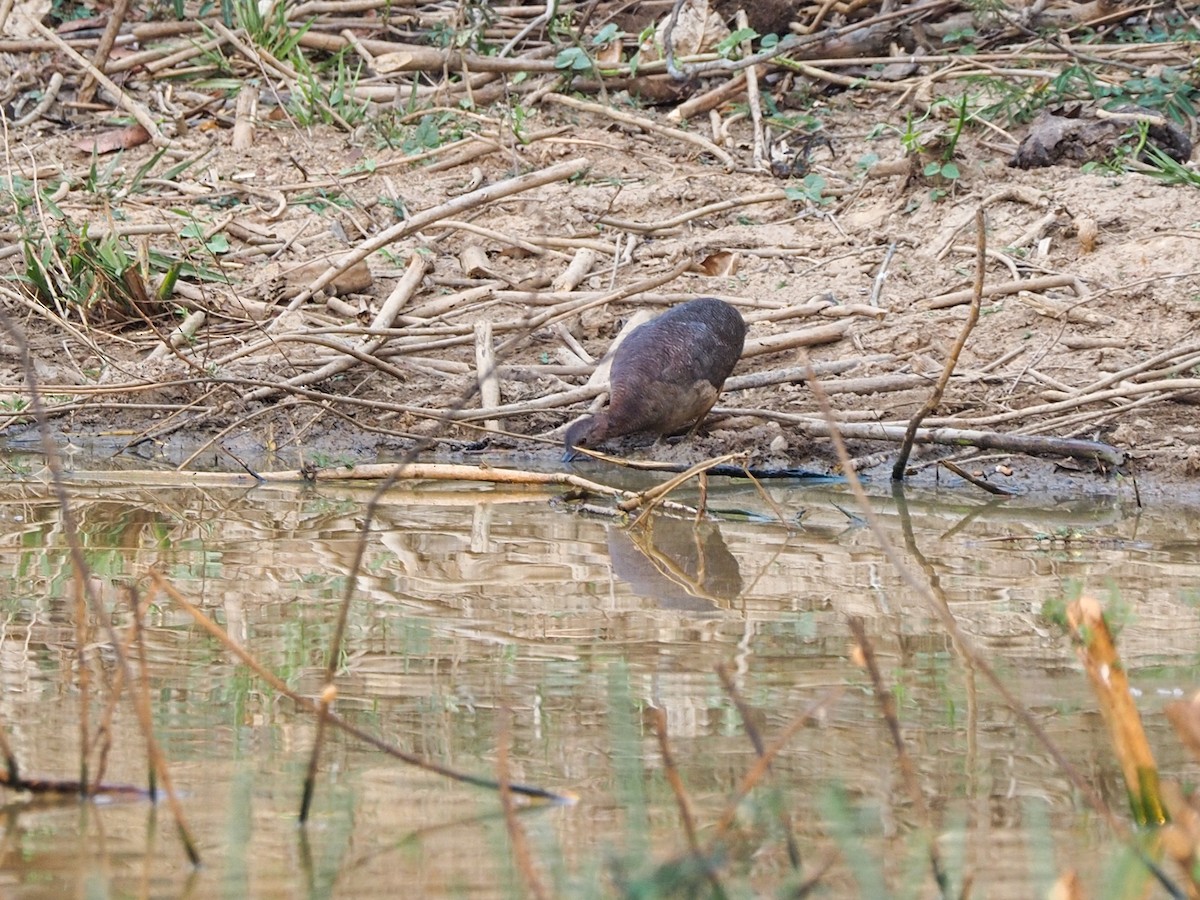 Undulated Tinamou - ML617365740