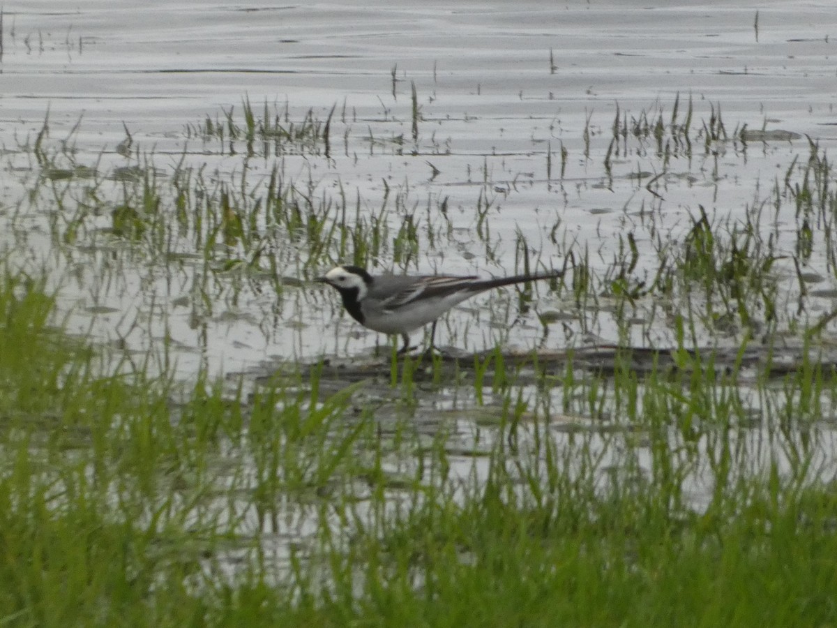White Wagtail (White-faced) - ML617365760