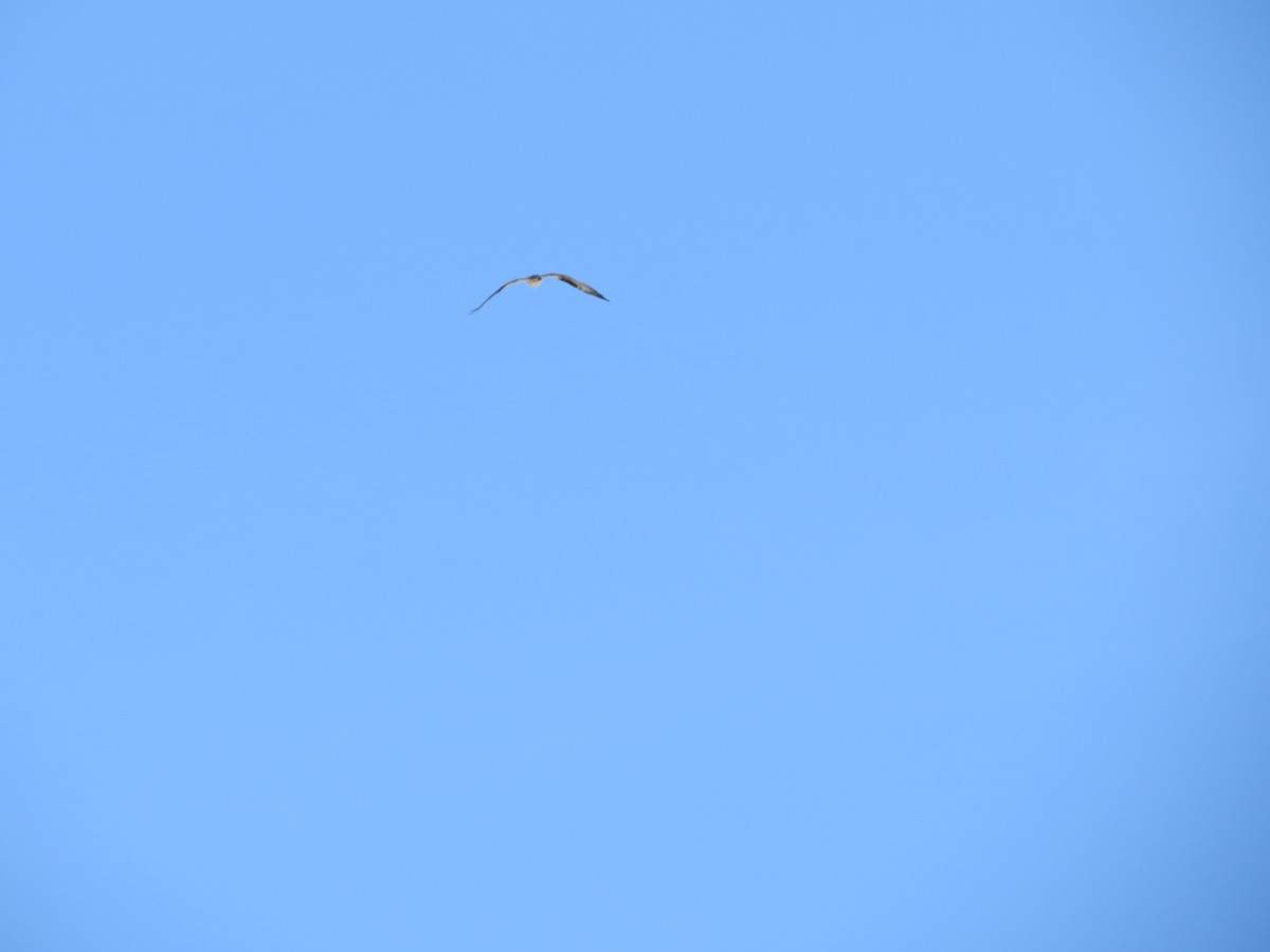 Arrano arrantzalea - ML617365762