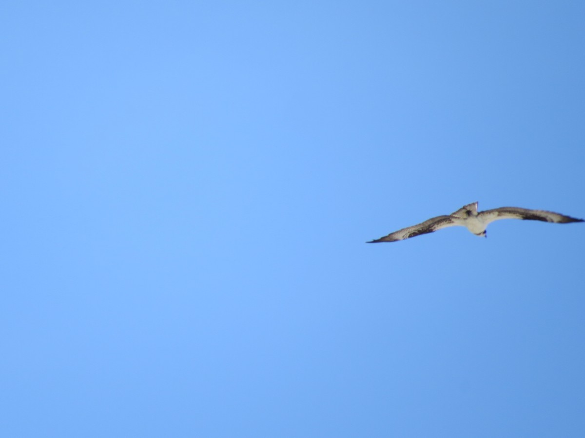 Arrano arrantzalea - ML617365763