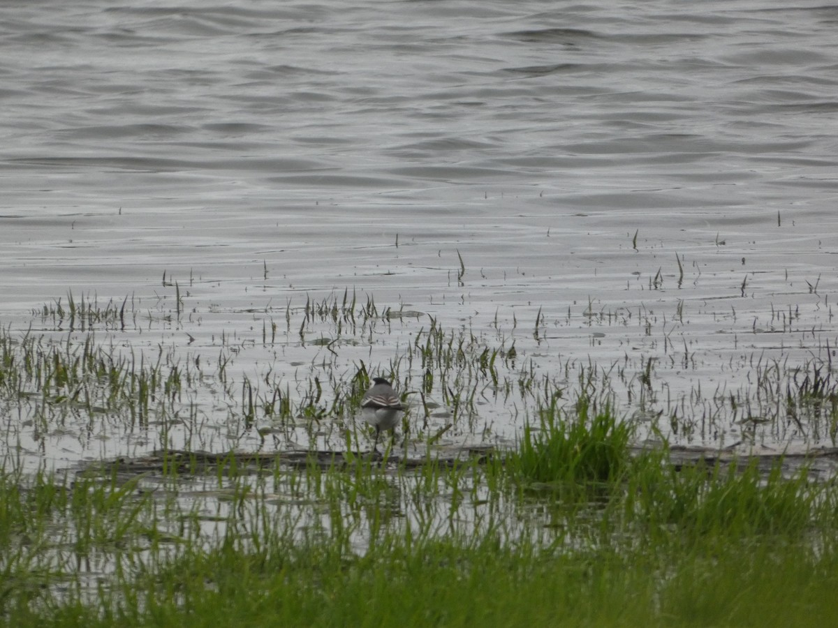 White Wagtail (White-faced) - Josh Hedley