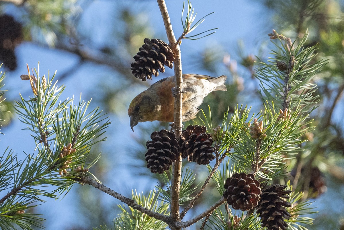 Red Crossbill - ML617365789