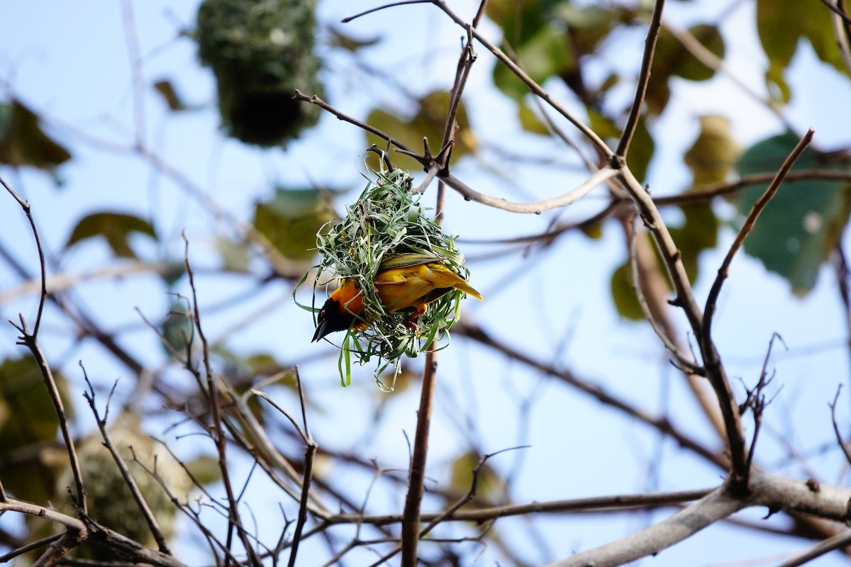 Vitelline Masked-Weaver - ML617365802