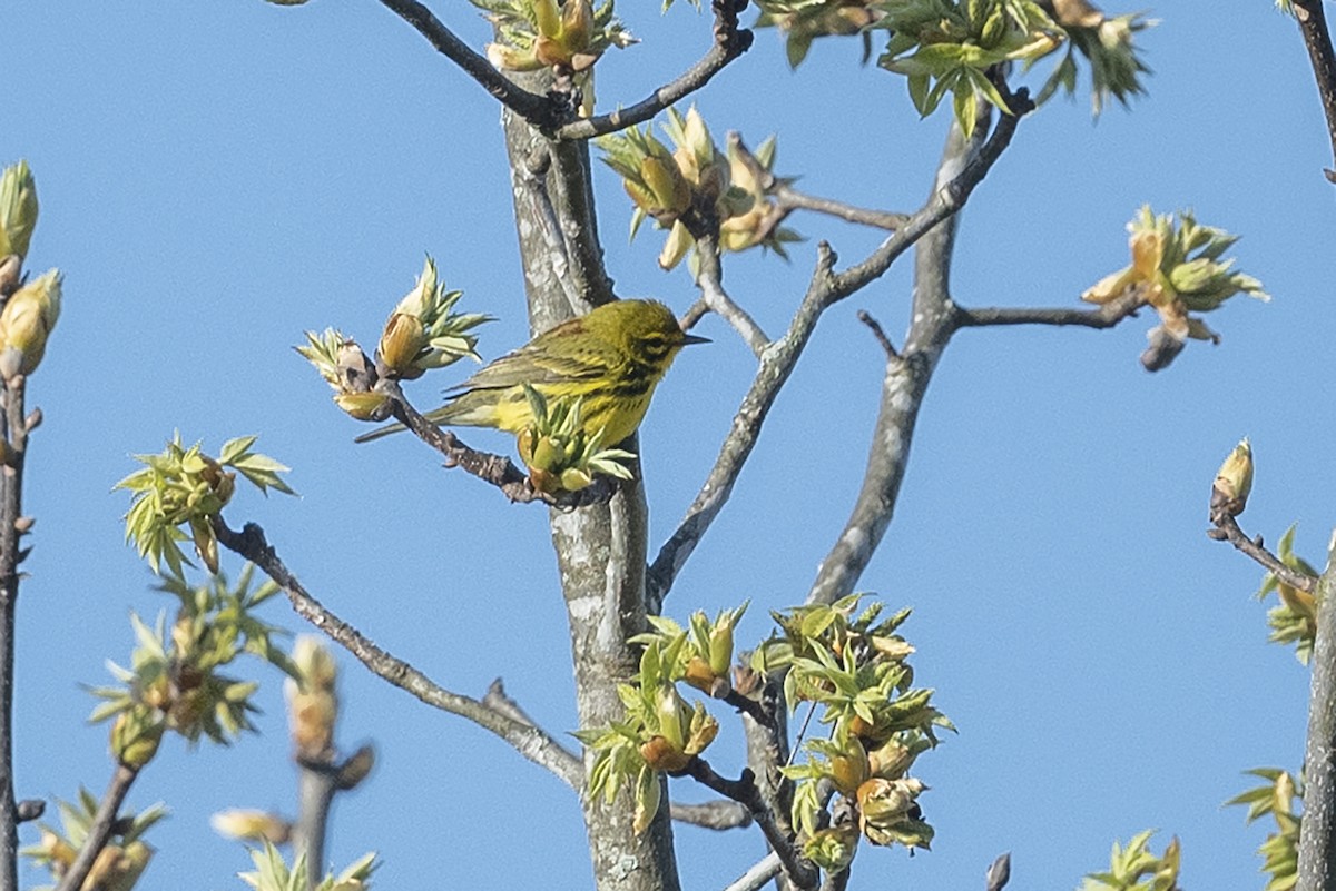 Paruline des prés - ML617365804