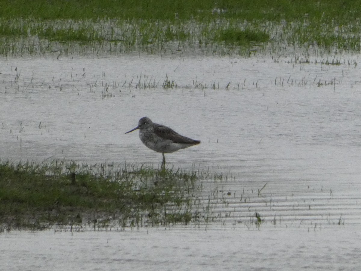 Common Greenshank - ML617365812