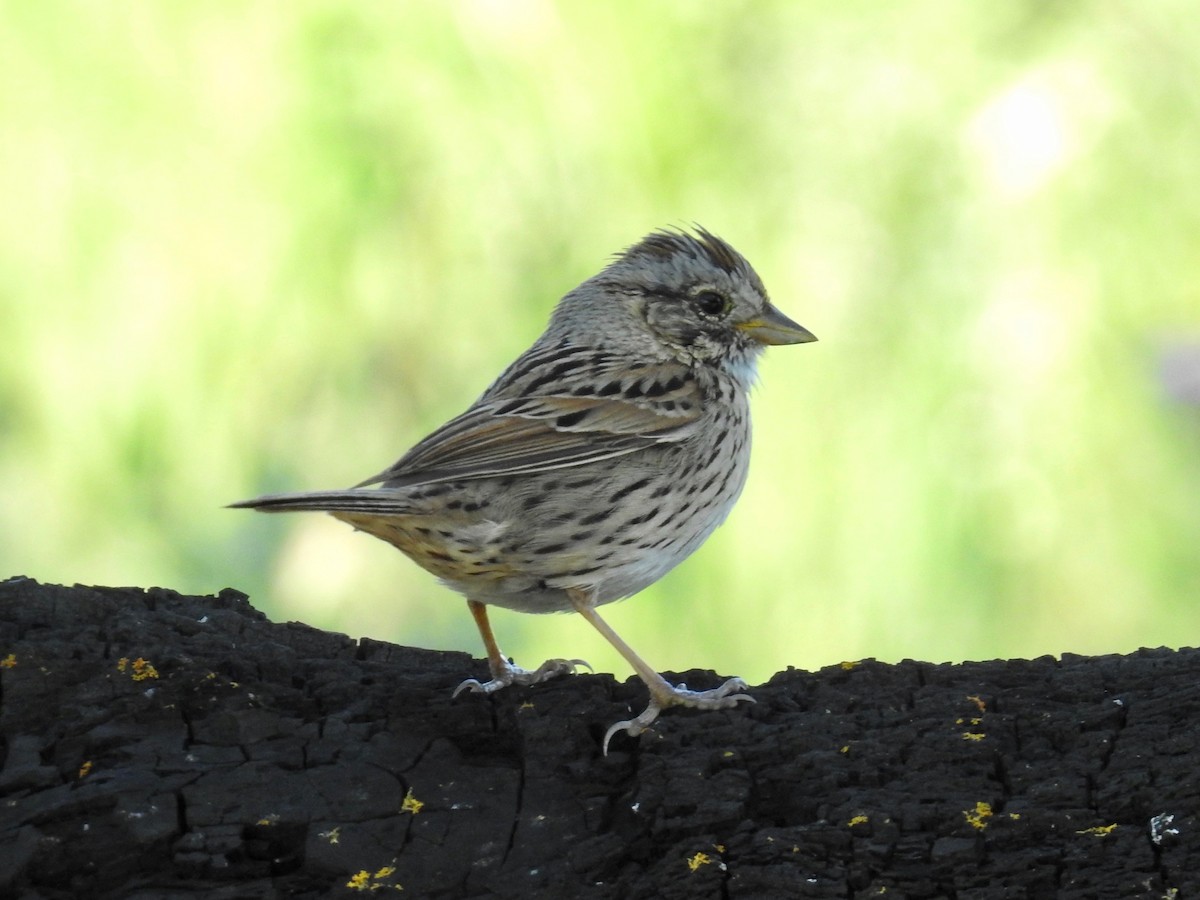 Lincoln's Sparrow - ML617365901