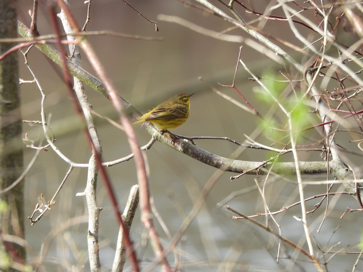 Palm Warbler - Ezra McIlvain