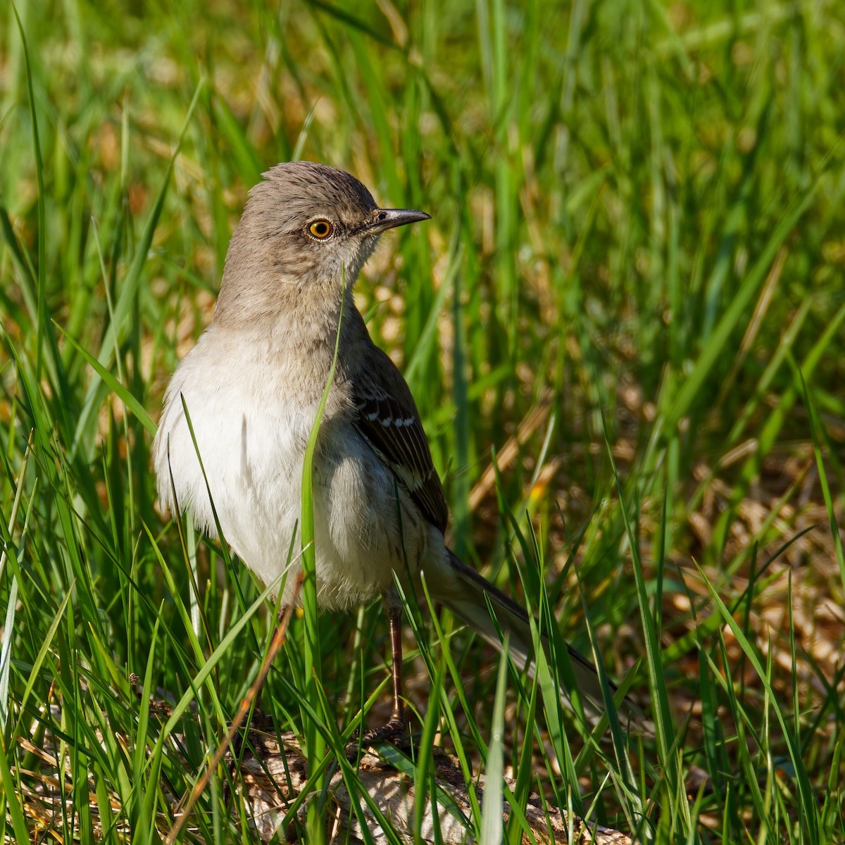 Northern Mockingbird - ML617365975