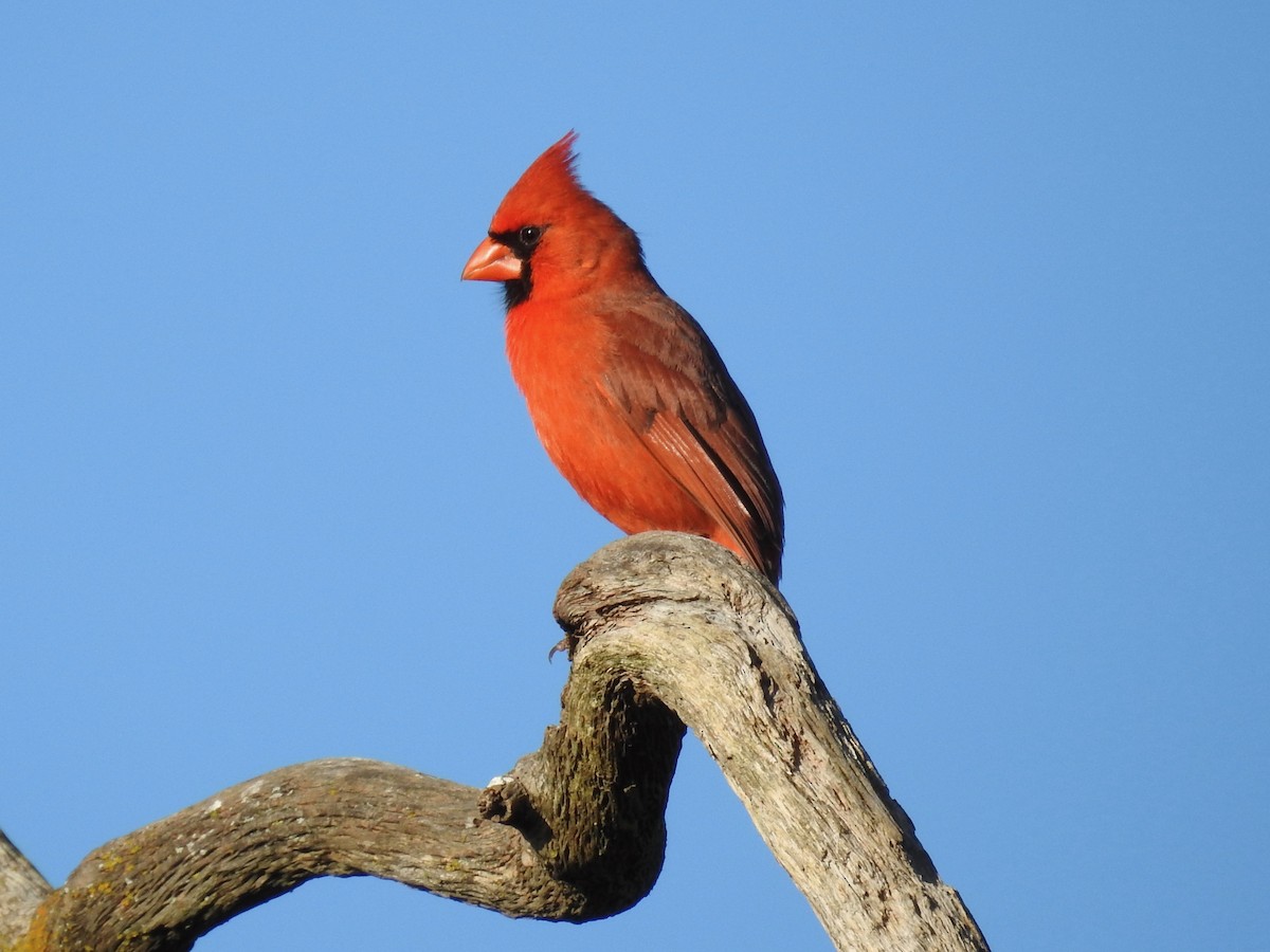 Cardinal rouge - ML617366044