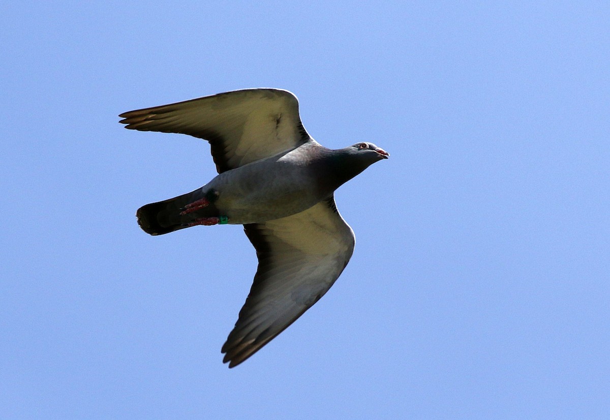 Rock Pigeon (Feral Pigeon) - Miguel García