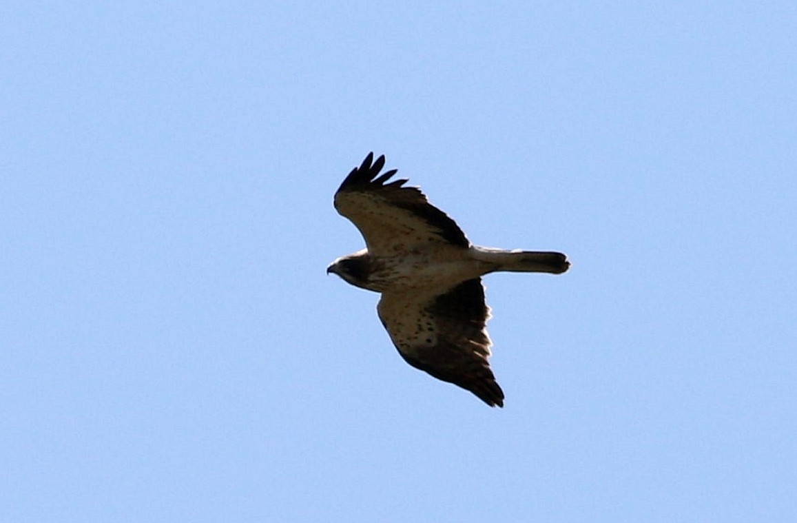 Booted Eagle - ML617366070