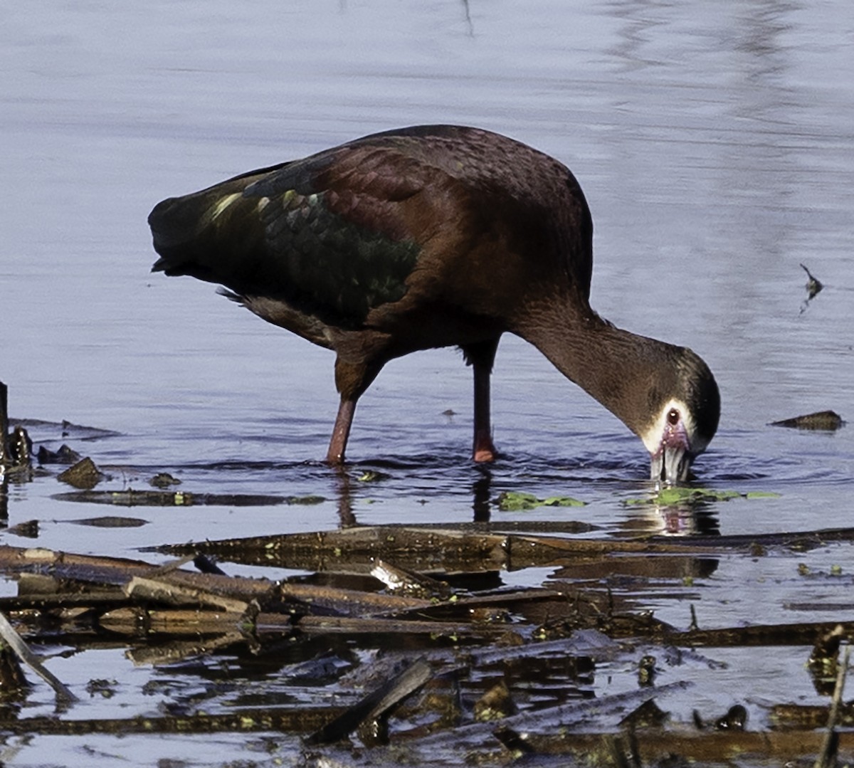 White-faced Ibis - ML617366080