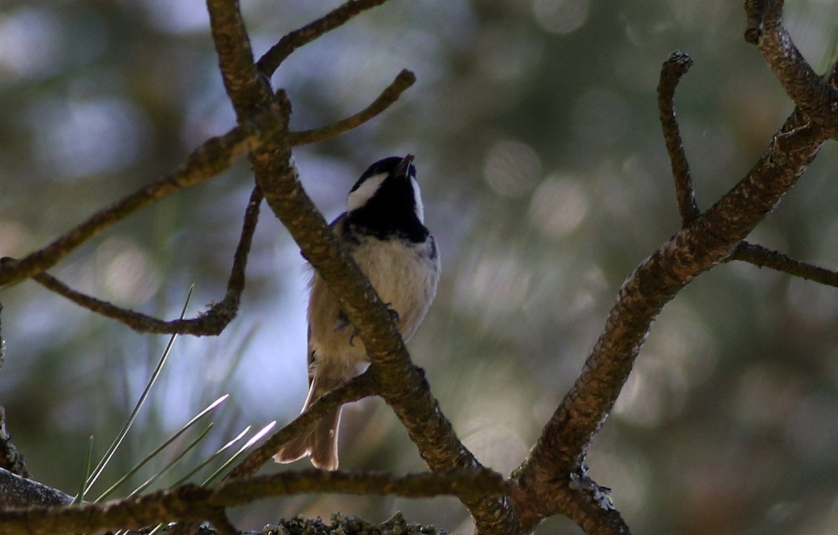 Mésange noire - ML617366107