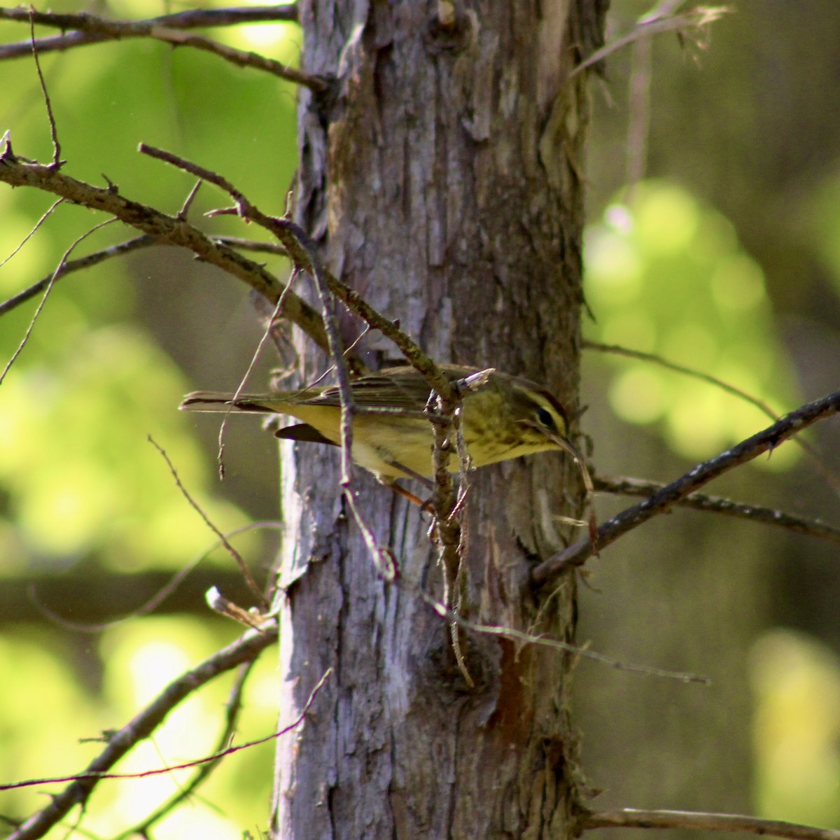 Palm Warbler - Brandon Paugh