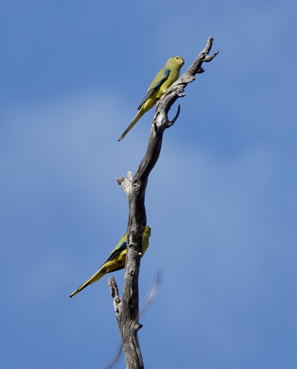 Elegant Parrot - ML617366184