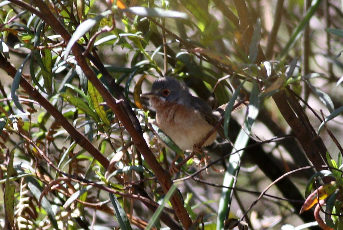 Western Subalpine Warbler - ML617366187