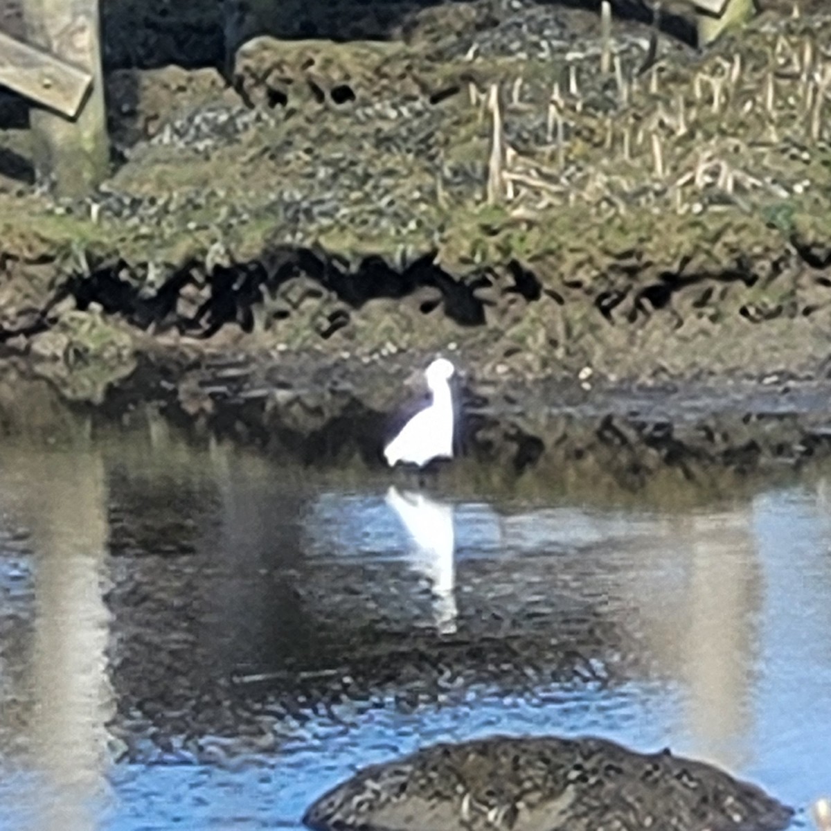 Snowy Egret - ML617366203