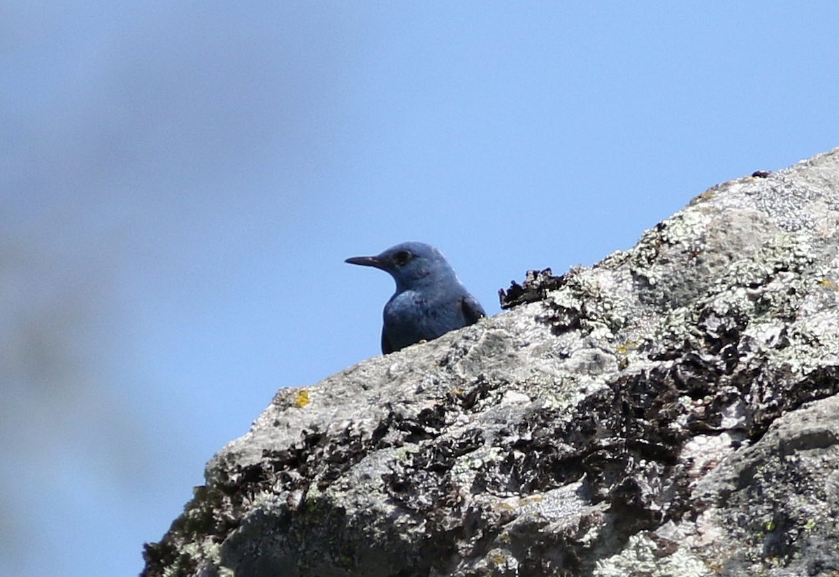 Blue Rock-Thrush - ML617366225