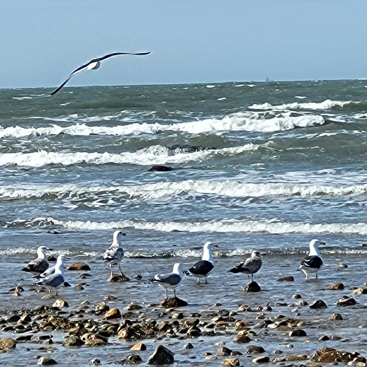 Great Black-backed Gull - ML617366300