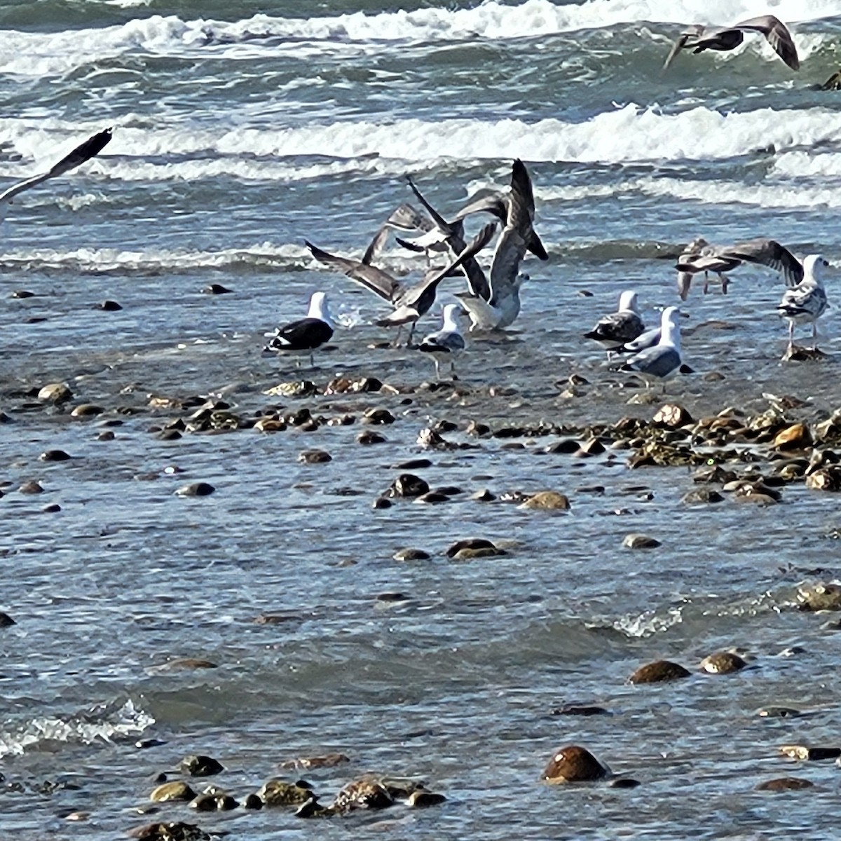 Great Black-backed Gull - ML617366302