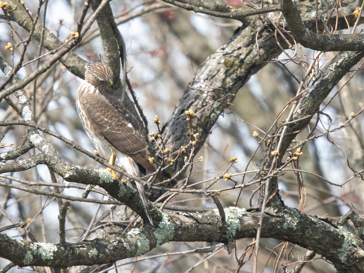 Cooper's Hawk - ML617366360