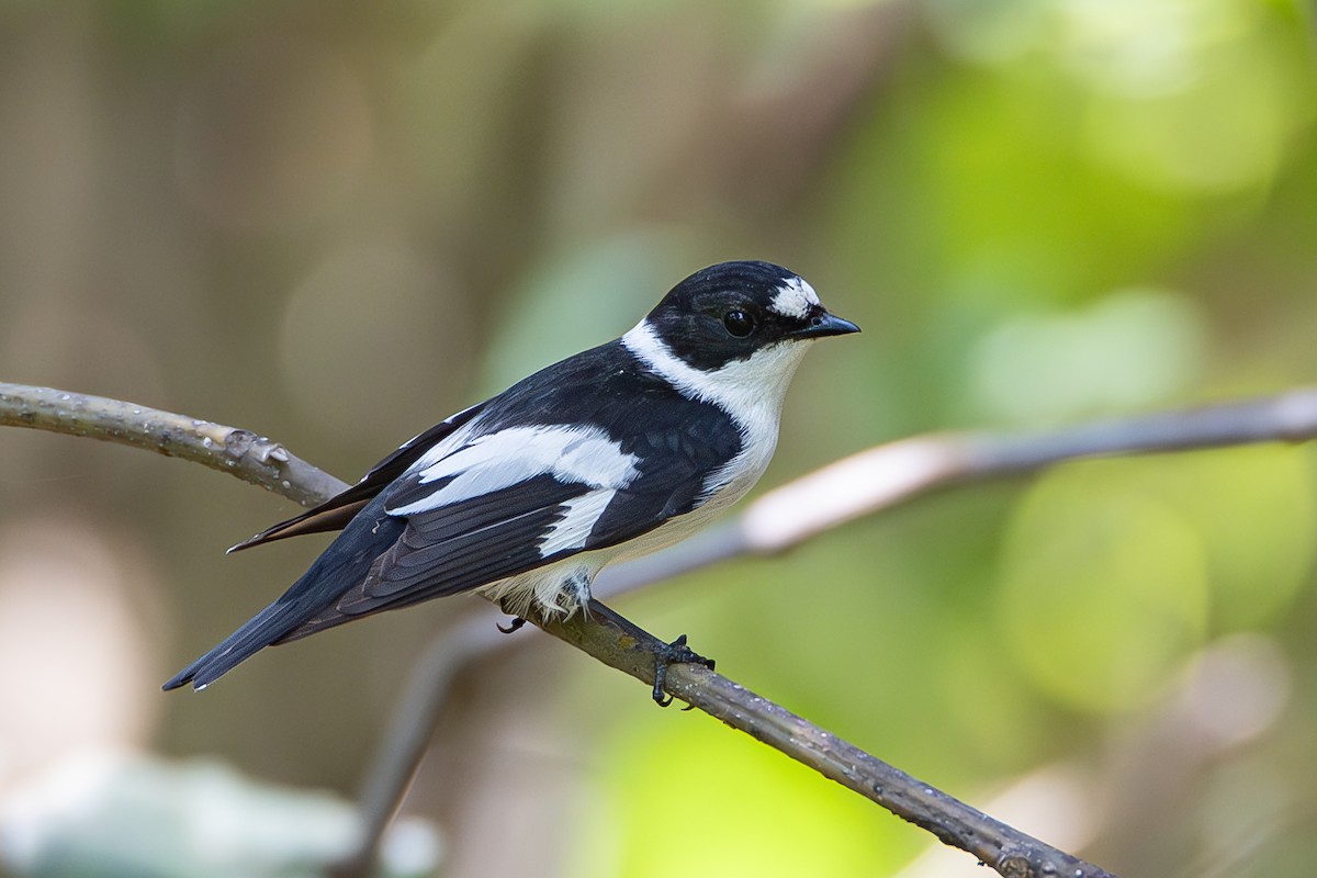 Collared Flycatcher - ML617366382