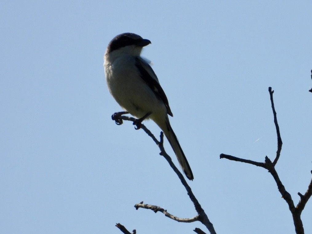 Loggerhead Shrike - ML617366384