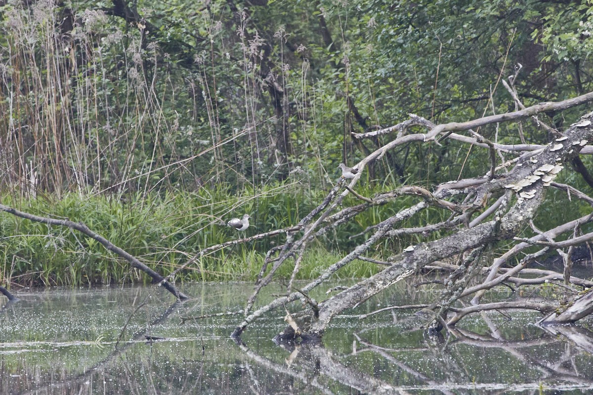 Green Sandpiper - ML617366431