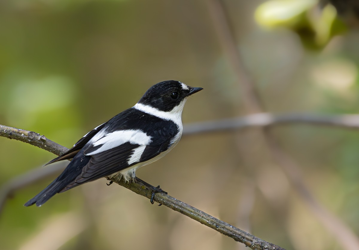 Collared Flycatcher - ML617366447