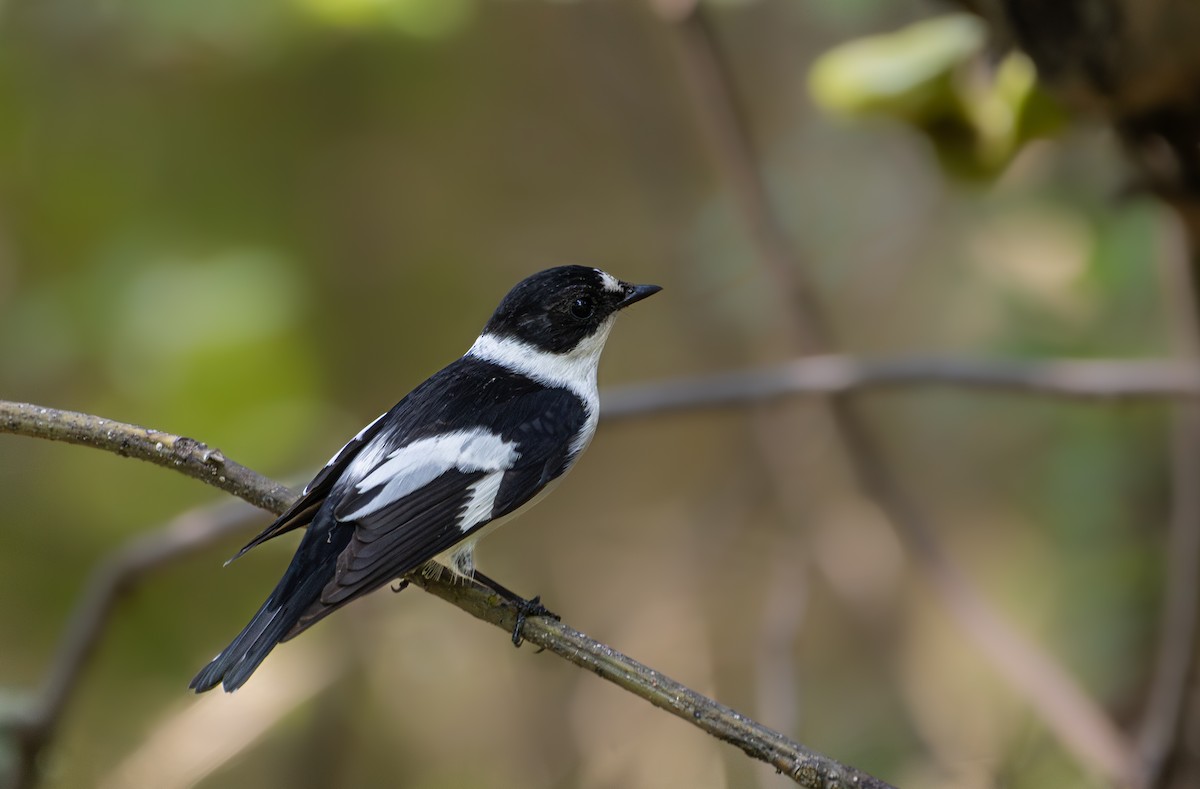 Collared Flycatcher - ML617366452