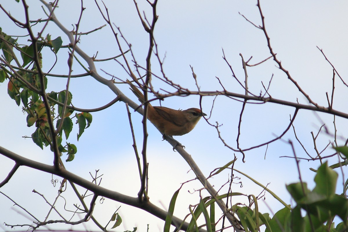 Rufous-fronted Thornbird - ML617366453