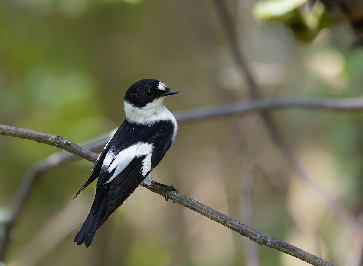 Collared Flycatcher - ML617366465