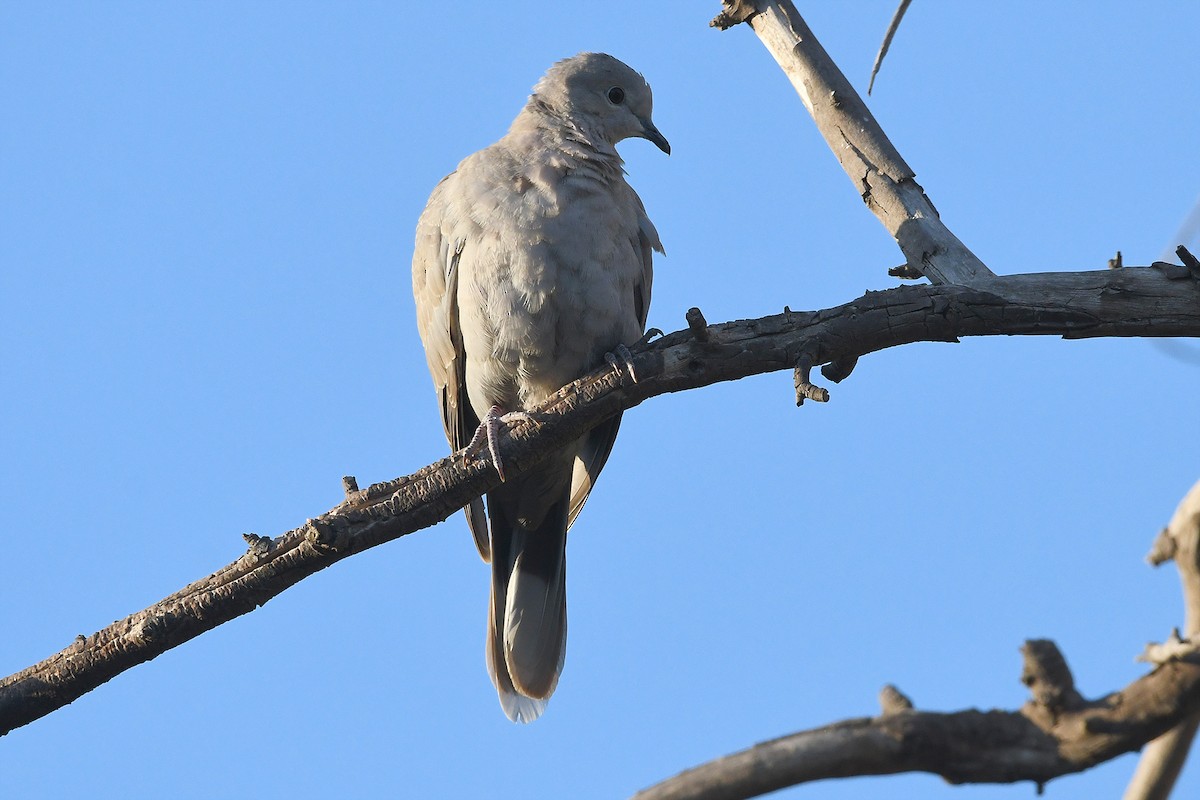 Eurasian Collared-Dove - ML617366474