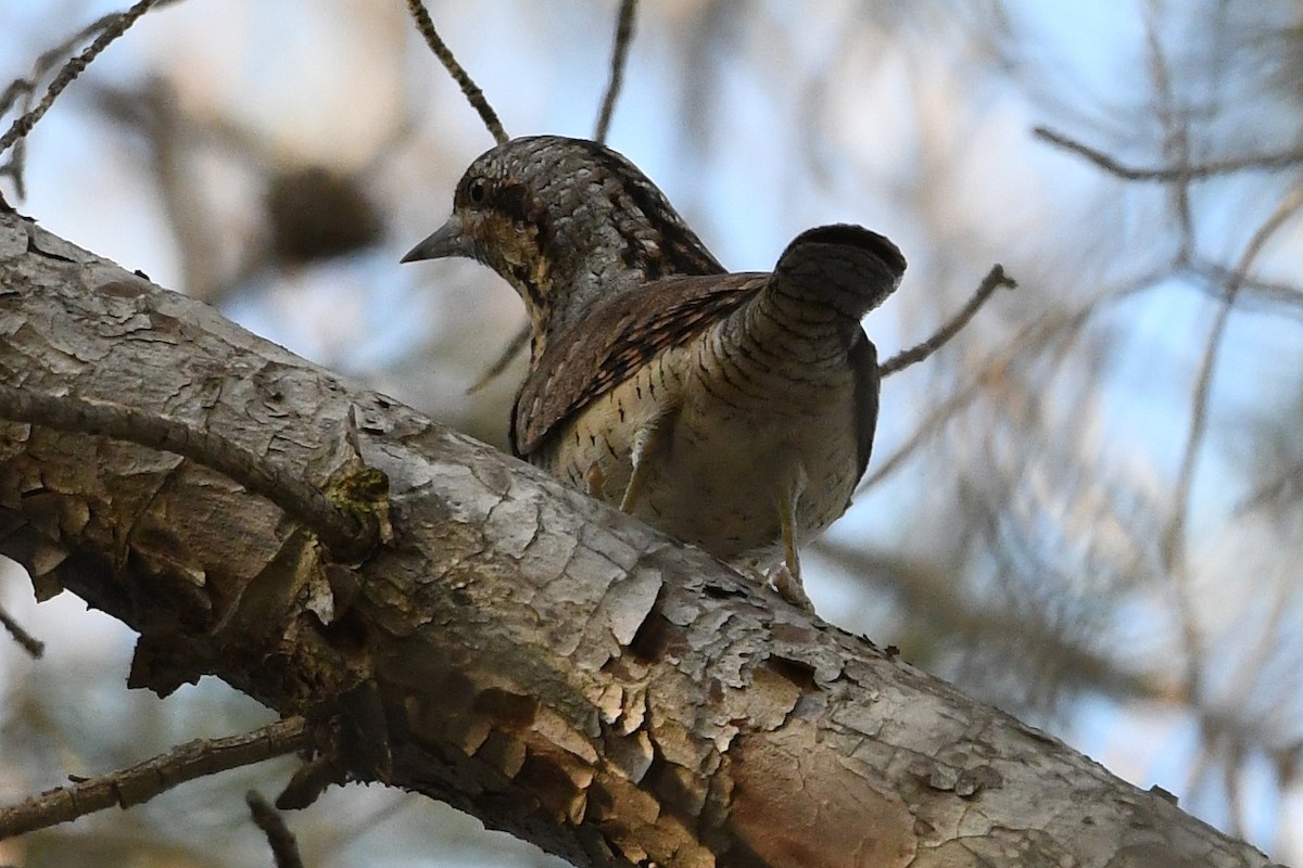 Eurasian Wryneck - ML617366491