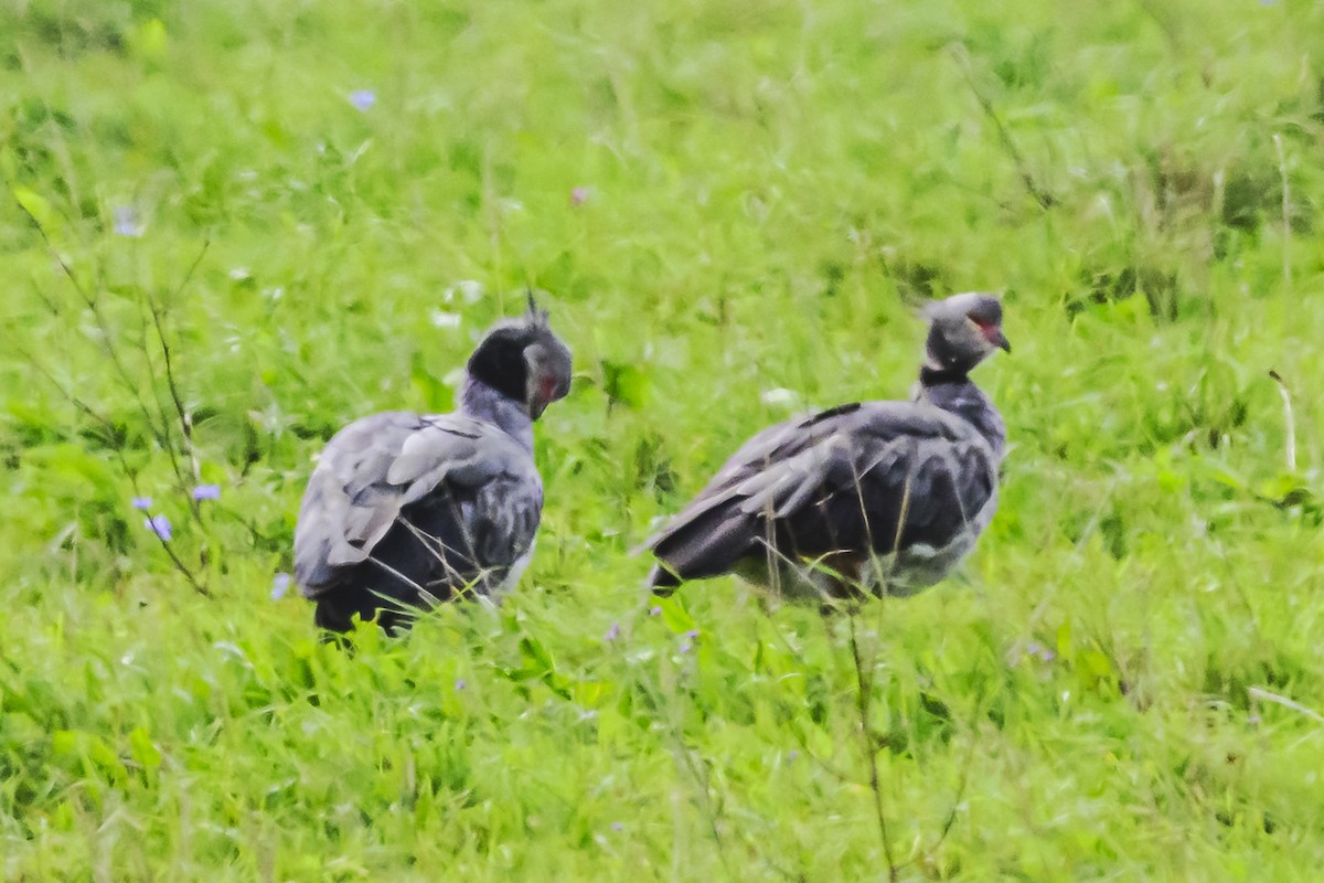 Southern Screamer - ML617366493