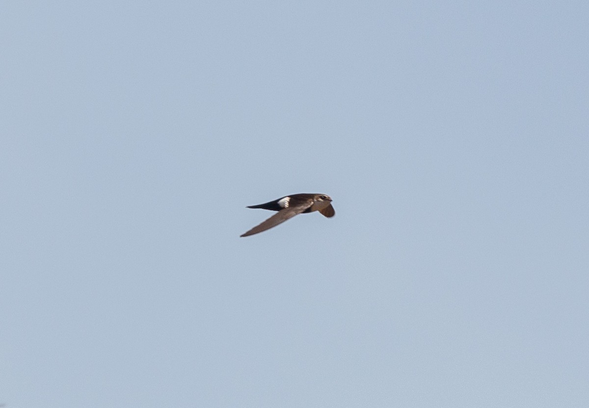 White-throated Swift - Michael Muchmore