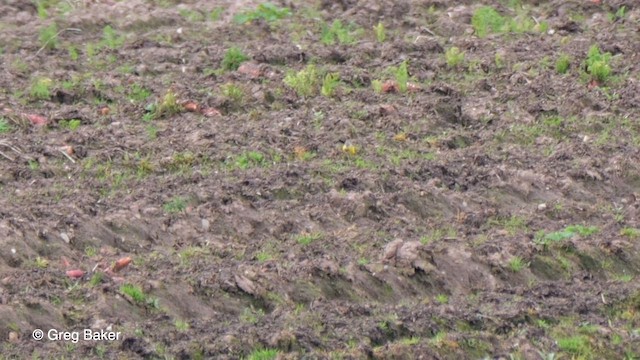 Western Yellow Wagtail (Channel Wagtail intergrade) - ML617366543