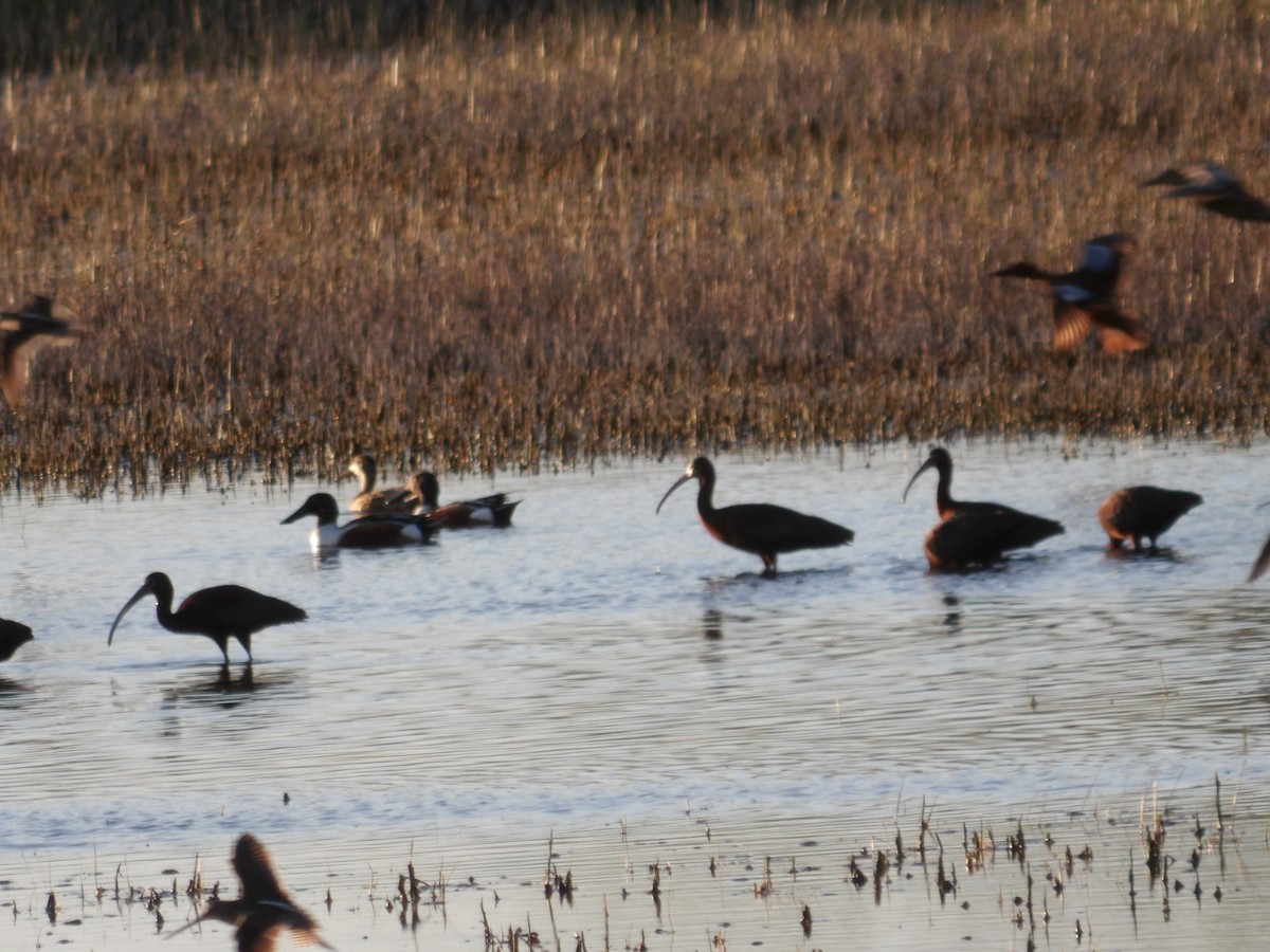 White-faced Ibis - ML617366564