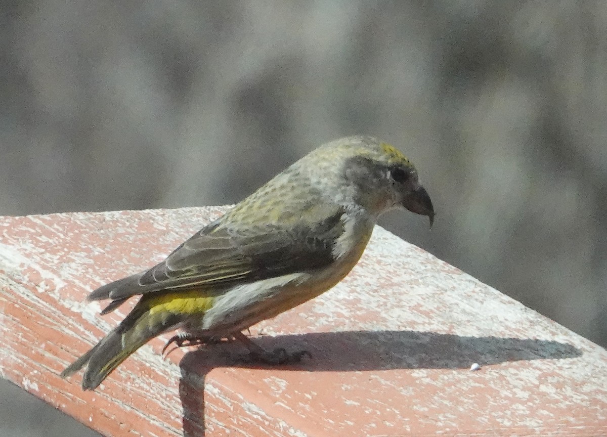 Red Crossbill - ena spalding