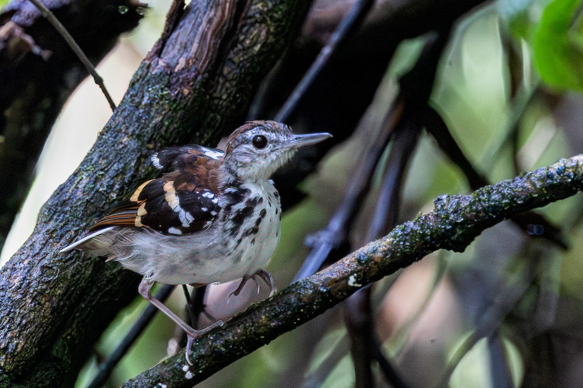 Banded Antbird - ML617366568