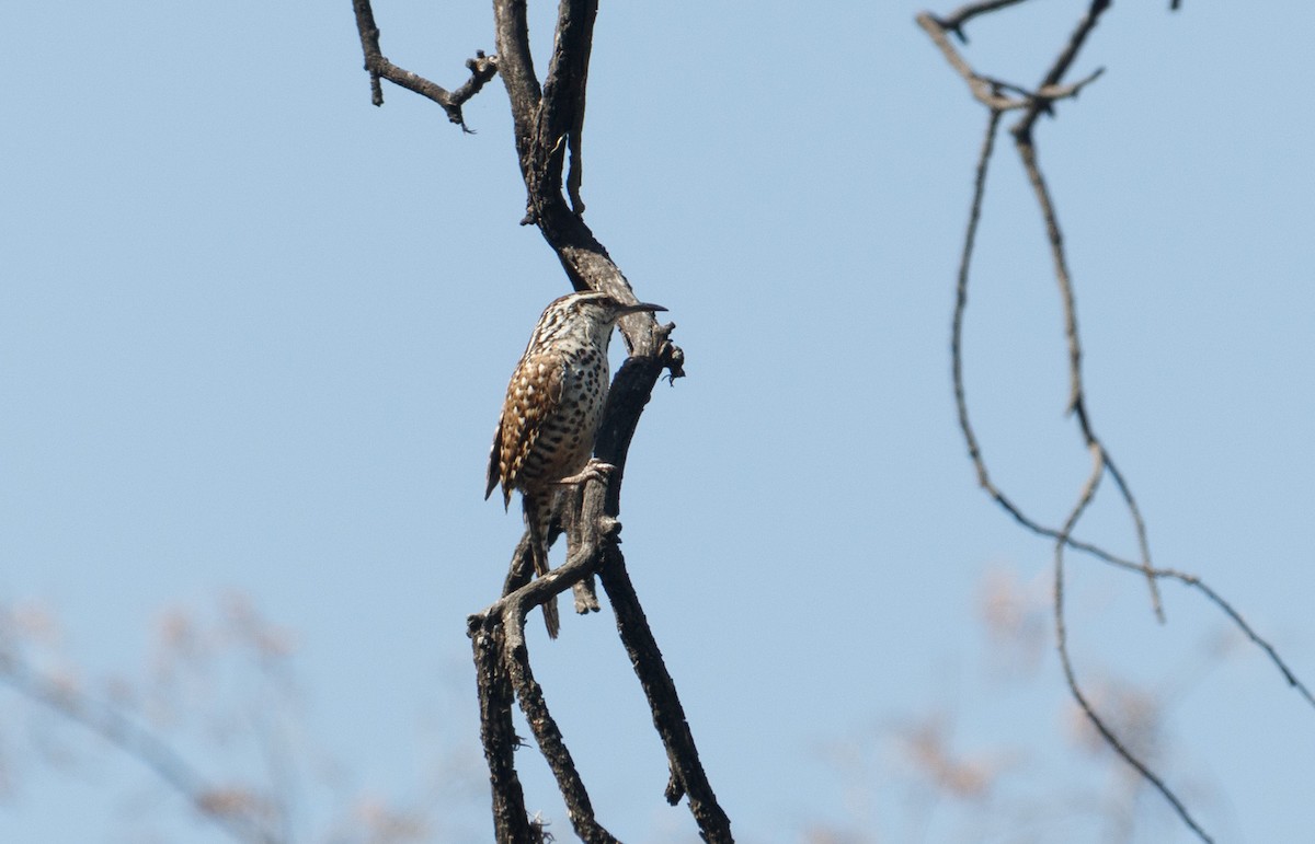 Boucard's Wren - ML617366609