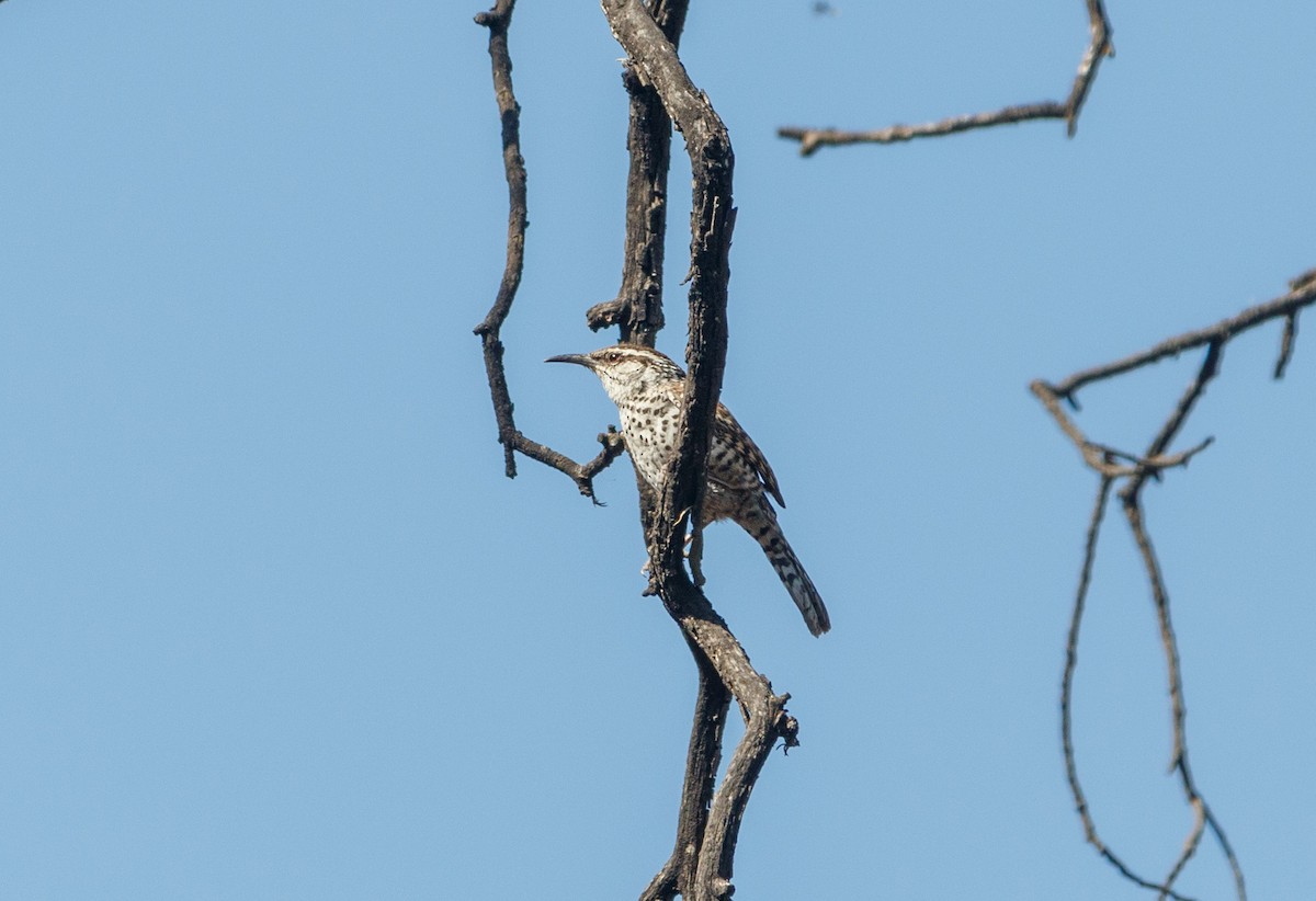 Boucard's Wren - ML617366610