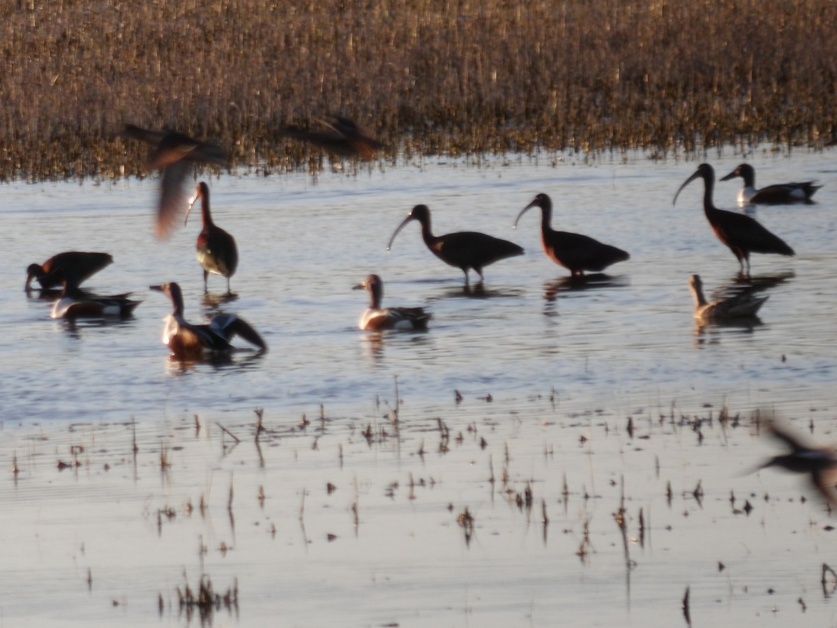 Northern Shoveler - ML617366618