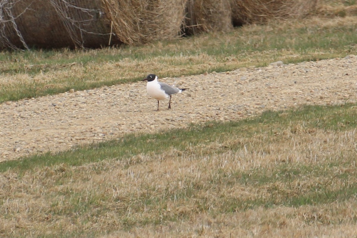 Laughing Gull - Zach Wile