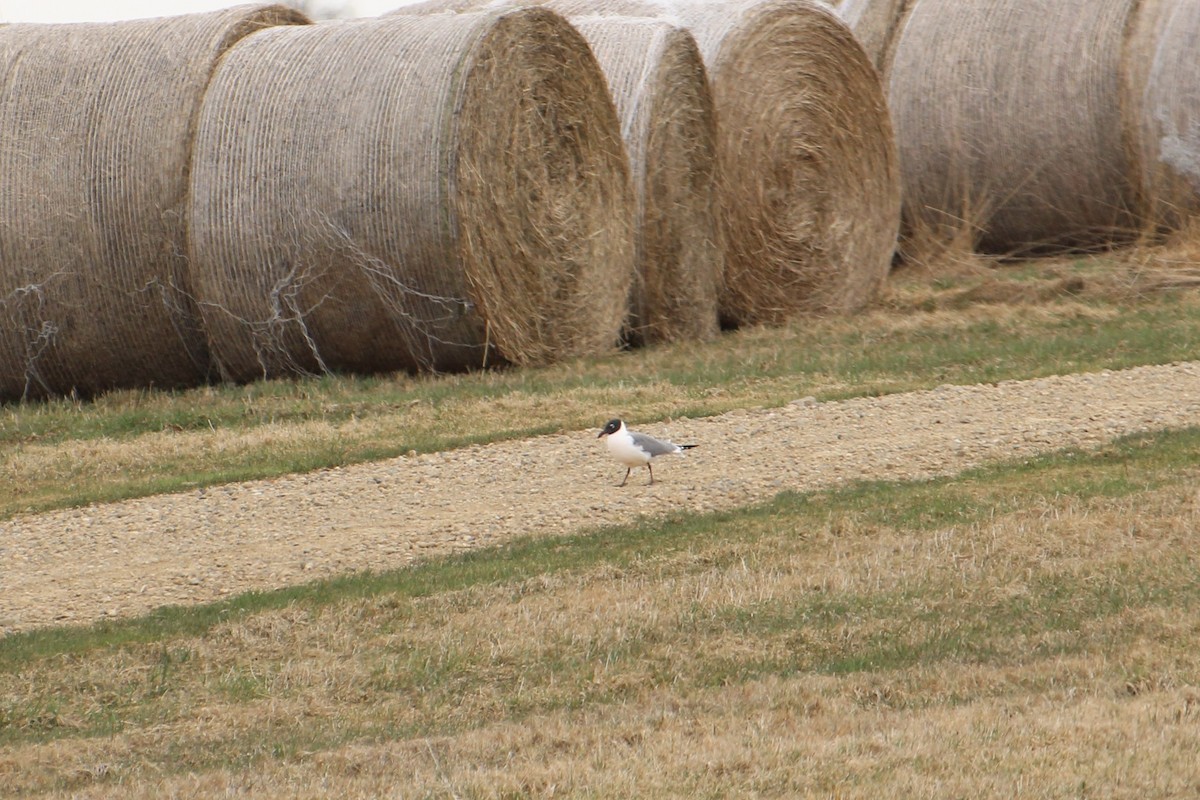 Laughing Gull - ML617366642