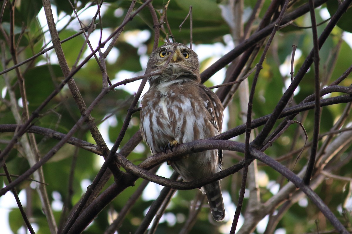 Ferruginous Pygmy-Owl - Guilherme Maluf