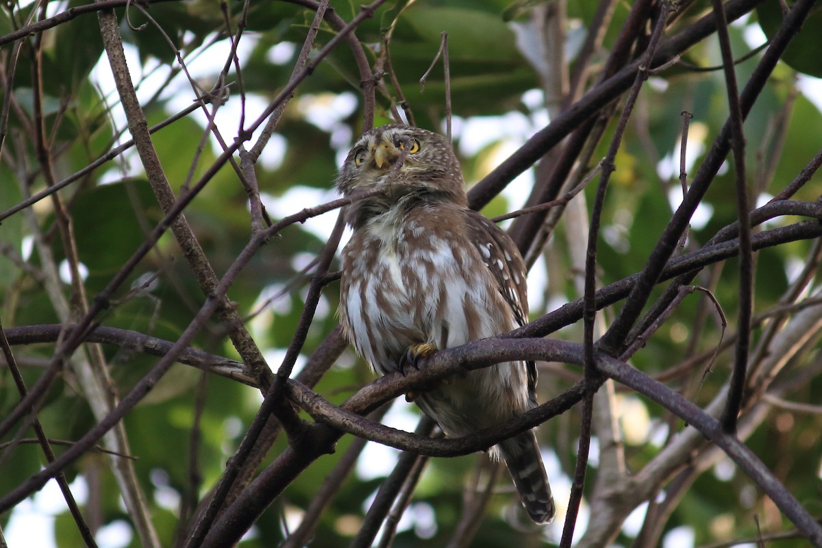 Ferruginous Pygmy-Owl - Guilherme Maluf