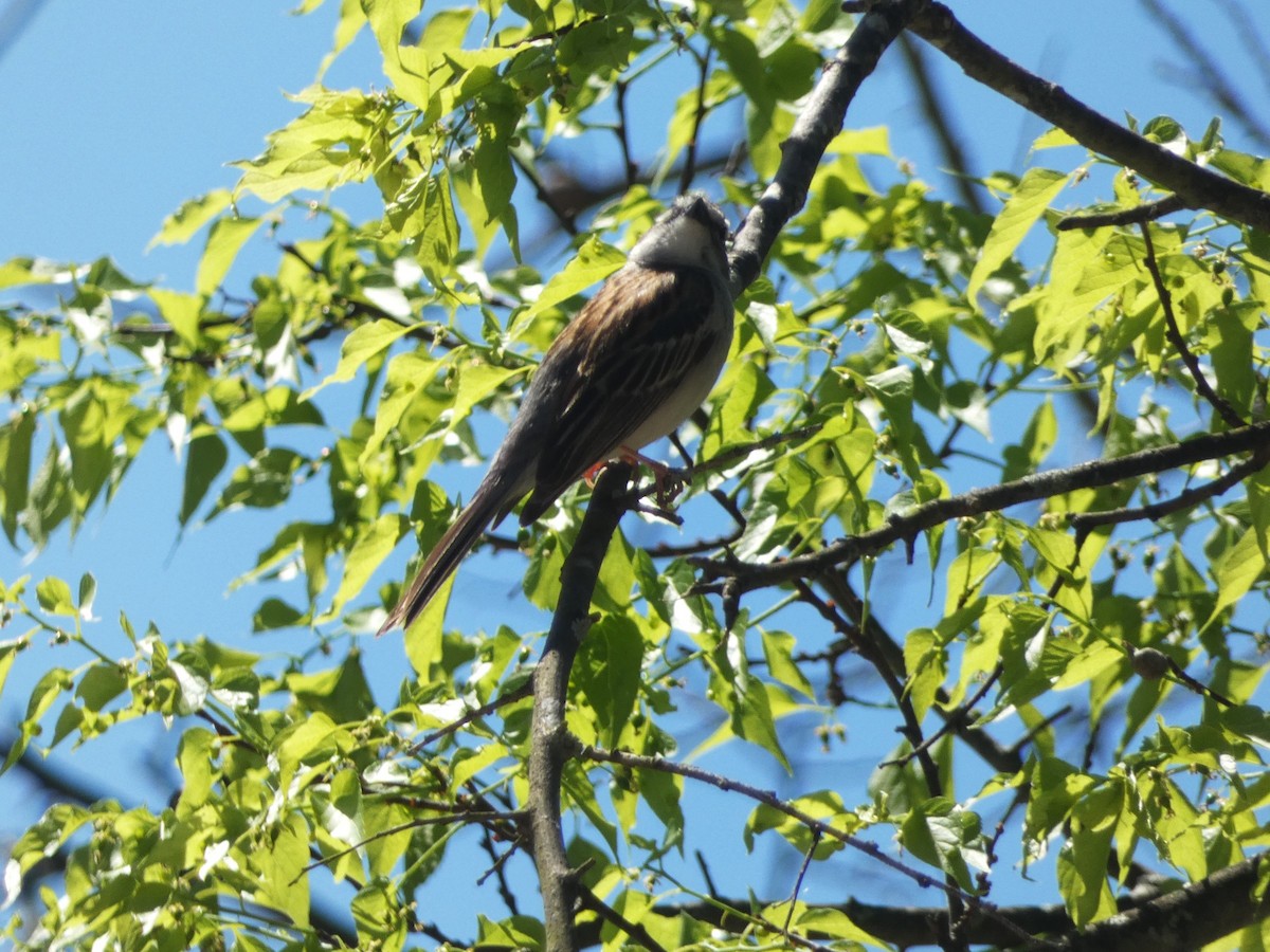 Chipping Sparrow - Paul King