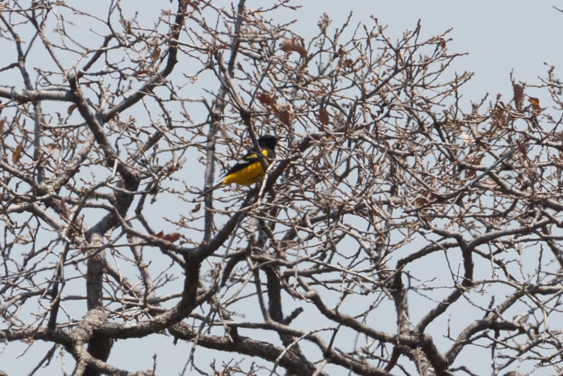 Scott's Oriole - ML617366731